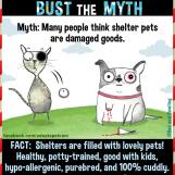 Homeless pets - Kill shelters pets are not damaged goods