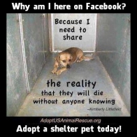Homeless pets - Kill shelters reality is will die