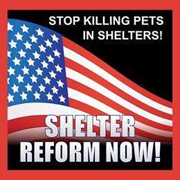 Homeless pets - Kill shelters reform now