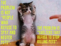 Homeless pets - Kill shelters refuse to stop