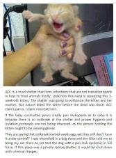 Homeless pets - Kill shelters staff holding kitten