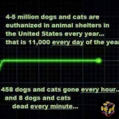 Homeless pets - Kill shelters stats