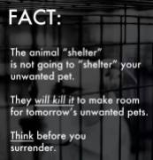 Homeless pets - Kill shelters will not shelter but kill