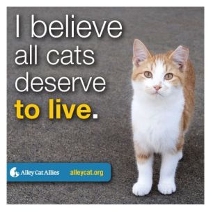 Homeless pets - Kill stop all cats deserve to live 03