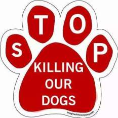 Homeless pets - Kill stop dogs
