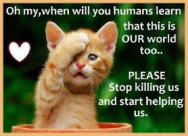 Homeless pets - Kill stop ginger kitten