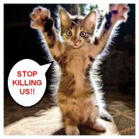 Homeless pets - Kill stop killing us