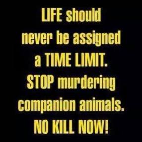 Homeless pets - Kill stop murdering now