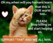 Homeless pets - Kill stop please ginger kitten TNR