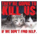 Homeless pets - Kill they will kill us if we don't find help