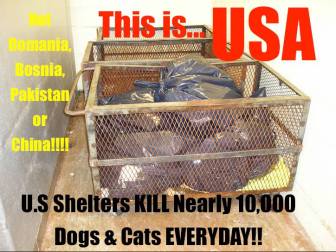 Homeless pets - Kill USA not E Europe or India