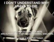 Homeless pets - Kill why do I have to die