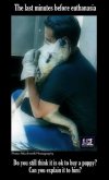 Homeless pets - Laboratory testing002