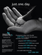 Homeless pets - NYC AC&C ad poster