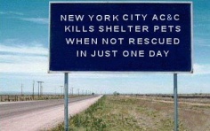 Homeless pets - NYC AC&C blue road sign