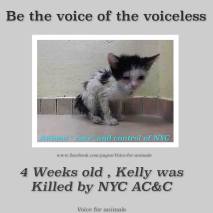 Homeless pets - NYC AC&C killed 4 weeks old