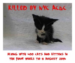 Homeless pets - NYC AC&C killed 400 cats in August 2014