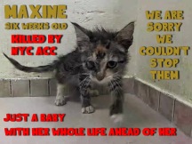 Homeless pets - NYC AC&C killed cat Maxine