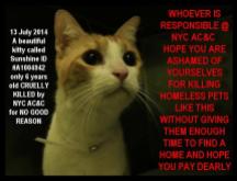 Homeless pets - NYC AC&C killed cat Sunshine 2