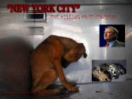 Homeless pets - NYC AC&C killed dog