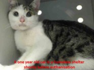 Homeless pets - NYC AC&C killed shelters cat one year old