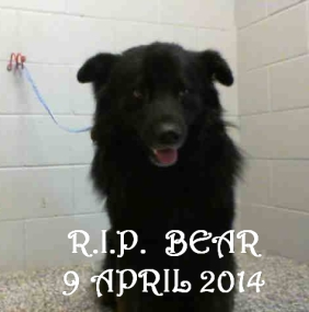 Homeless pets - NYC AC&C killied 'Bear' on 9 April after an inhumane stay