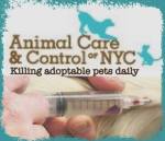 Homeless pets - NYC AC&C killing daily