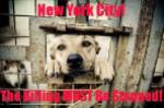 Homeless pets - NYC AC&C killing must be stopped