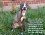 Homeless pets - NYC AC&C killled Rocky and his sister