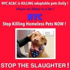 Homeless pets - NYC AC&C Mayor Bill De Blasio 04