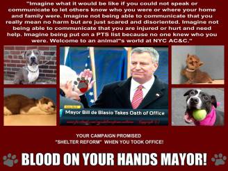 Homeless pets - NYC AC&C Mayor Bill De Blasio 07