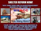 Homeless pets - NYC AC&C shelter reform