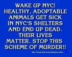 Homeless pets - NYC AC&C wake up animals get sick