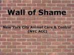 Homeless pets - NYC AC&C wall of shame