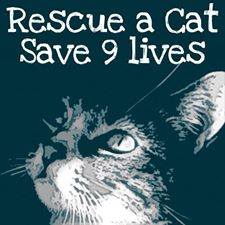 Homeless pets - Rescue a cat and save nine lives