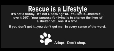 Homeless pets - Rescue is a lifestyle
