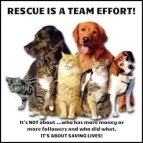 Homeless pets - Rescue is a team effort