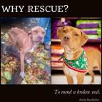 Homeless pets - Rescue why before and after