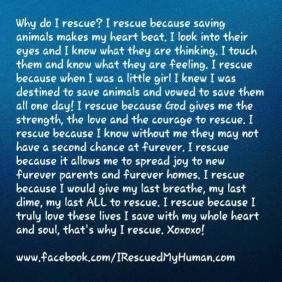 Homeless pets - Rescue why I do