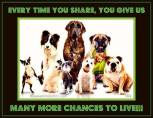 Homeless pets - Share give chance to live