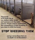 Mills farms breeders - 2 Don't buy which dog kill first USE