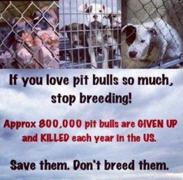 Mills farms breeders - 5 Don't buy which dog kill first USE
