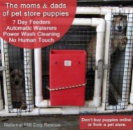 Mills farms breeders - Mums and dads of puppy farm puppies