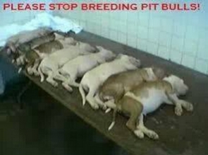 Mills farms breeders - Pit bullls stop breeding bodies