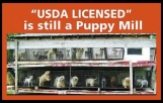 Mills farms breeders - USDA licensed is still a puppy mill
