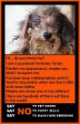 Mills farms breeders - Yorkshire terrier poster