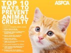 Misc - Cruelty 10 top ways to prevent