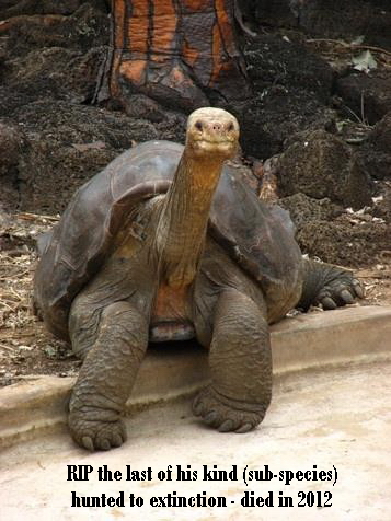 Message - Extinction turtle sub-species the last one of his kind who died in 2012.jpg