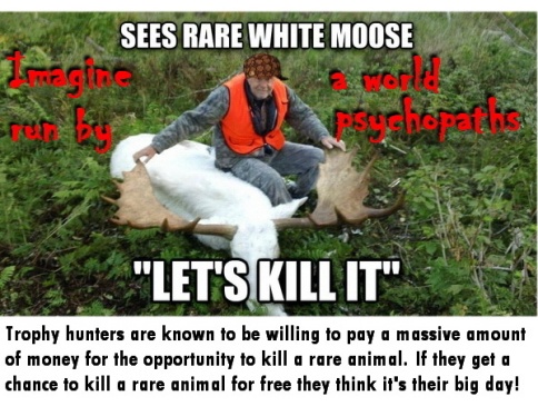 Trophy hunters - Stupidity sees rare white moose let's kill it