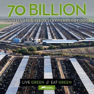 Factory farming - 70 billion animals killed per year
